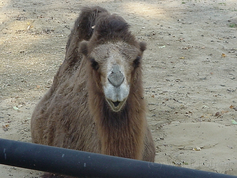 Camel 2.jpg